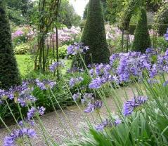 Agapanthus