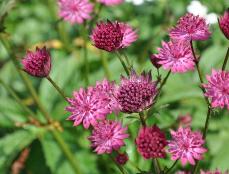 AstrantiamajorWashfield