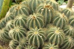 cactussenfamiliecoppens