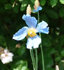 closeupblauweschijnpapaver