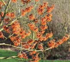 Hamamelis x intermedia 'OrangePeel' vn