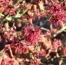 Hamamelis x intermedia'Livia' CloseupVNN