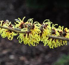 Hamamelis x intermedia 'Primavera' closeup bloem