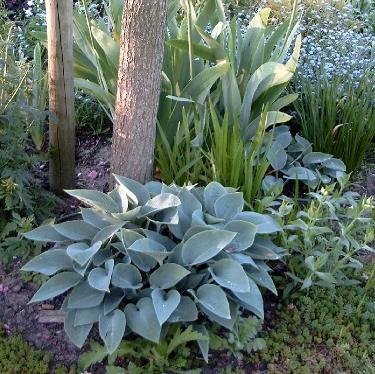 hostas