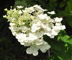 HydrangeapaniculataUniquelocHYdrangeum