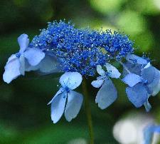 HydrangeaserrataForgetmenotblauwevlakkebloemcloseupvnnn