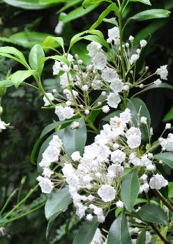 kalmialatifolia