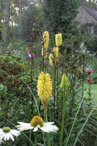 kniphofia2