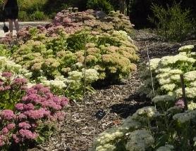 Sedum soorten arboretum het leen 