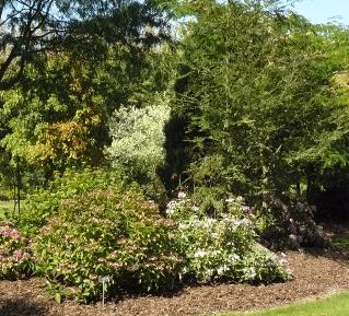 arboretum het leen hydrangeaborder