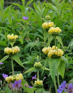 phlomisrussellianacloseup