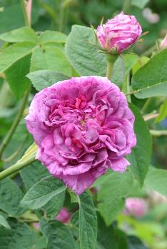 rosa du maitre d'cole