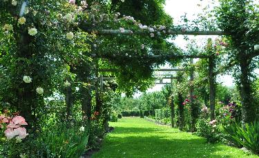 rozenpergola