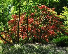 Sfeerbeeld lente arboretumKalmthout